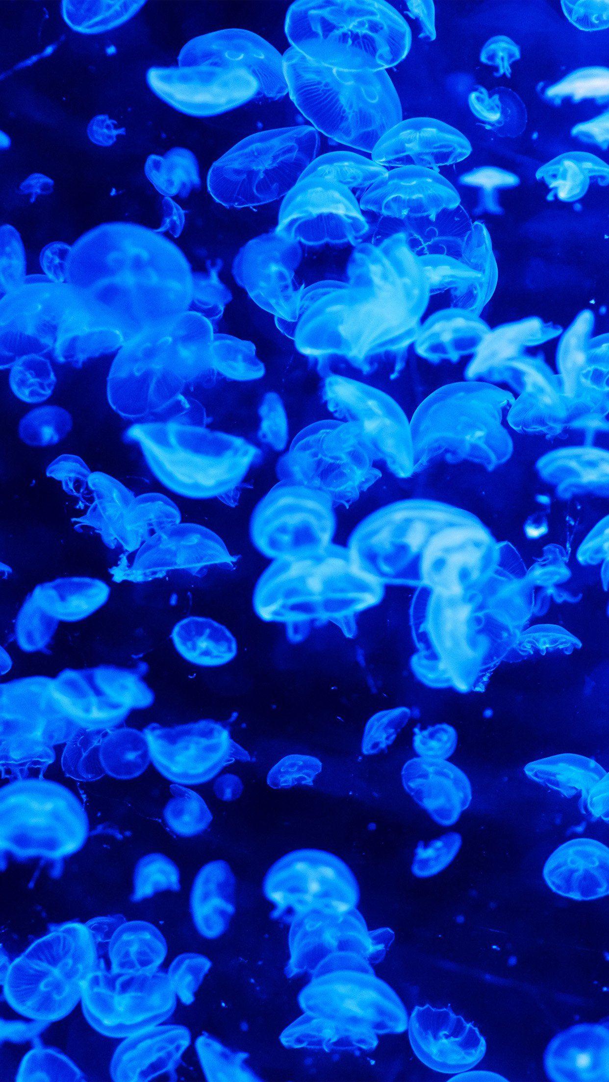 Cute Jellyfish Wallpapers Top Free Cute Jellyfish Backgrounds