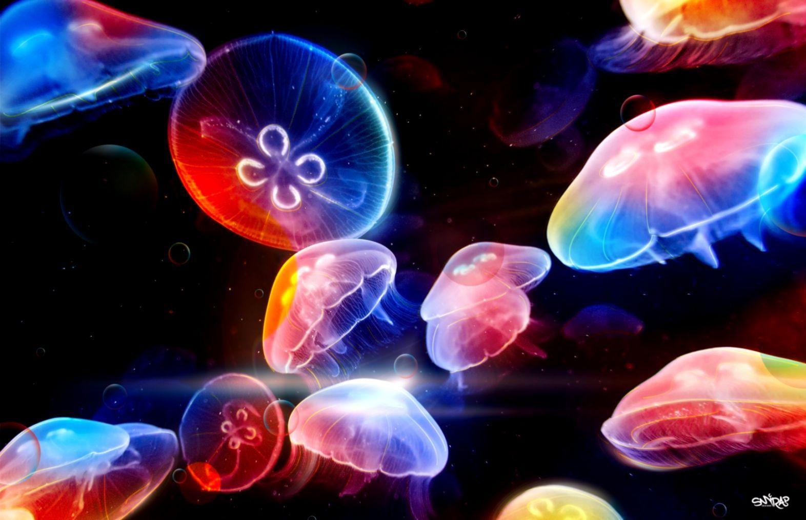 Cute Jellyfish Wallpapers Top Free Cute Jellyfish Backgrounds