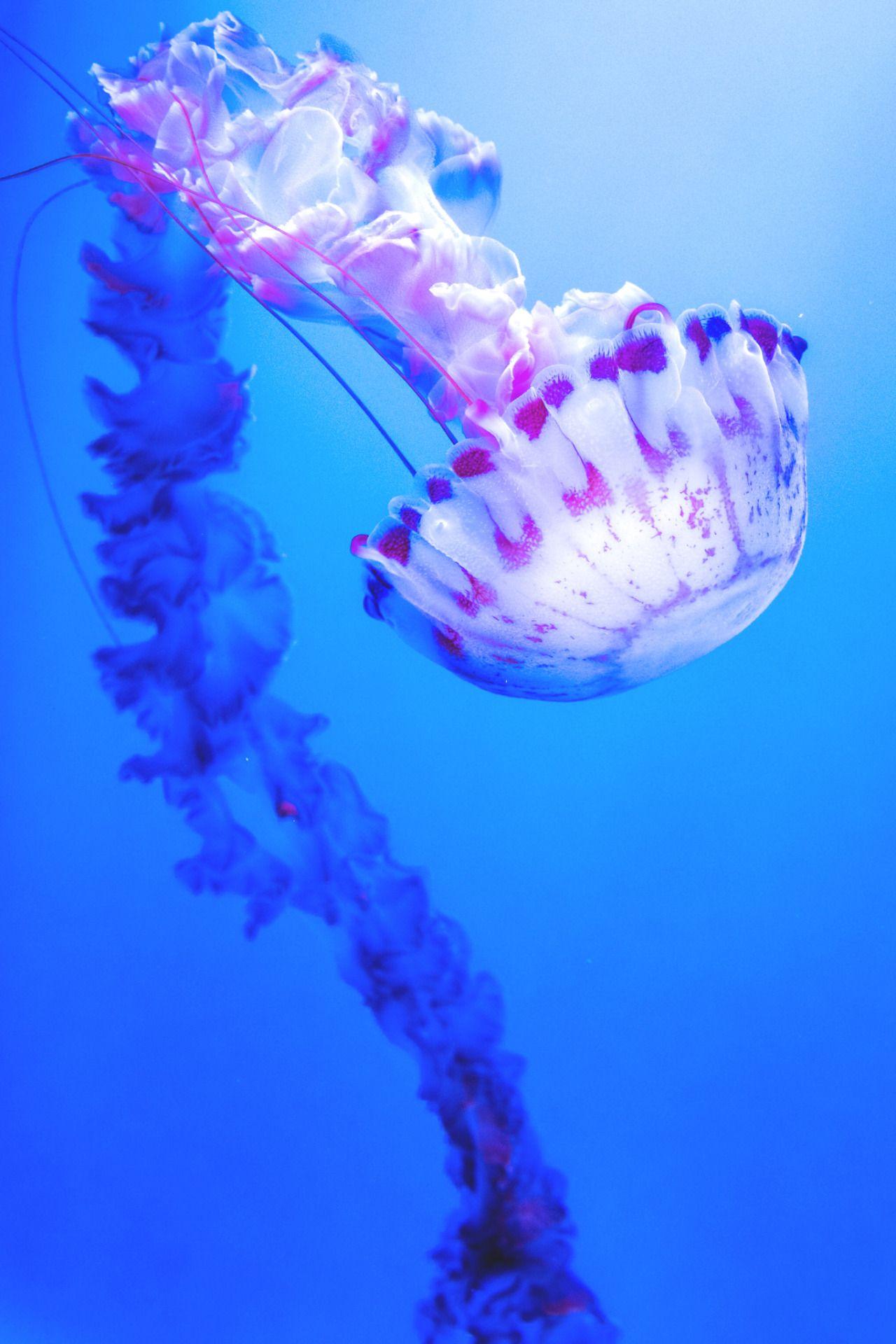 Jellyfish Phone Wallpapers Top Free Jellyfish Phone Backgrounds