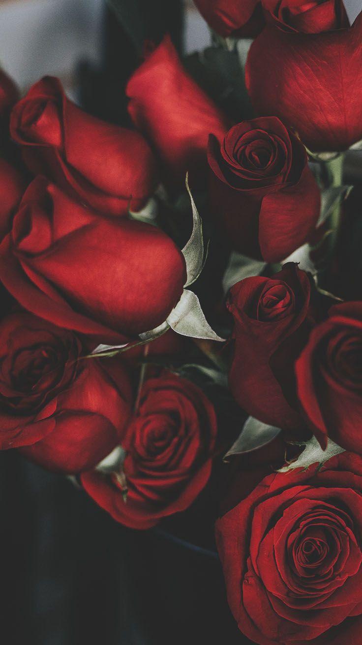 Red Roses Wallpapers Top Free Red Roses Backgrounds WallpaperAccess