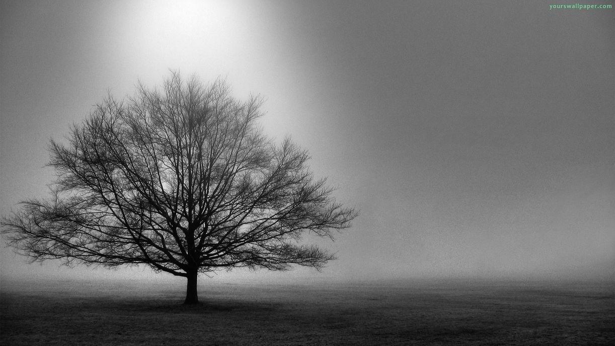 Black and White Tree Wallpapers Top Free Black and White