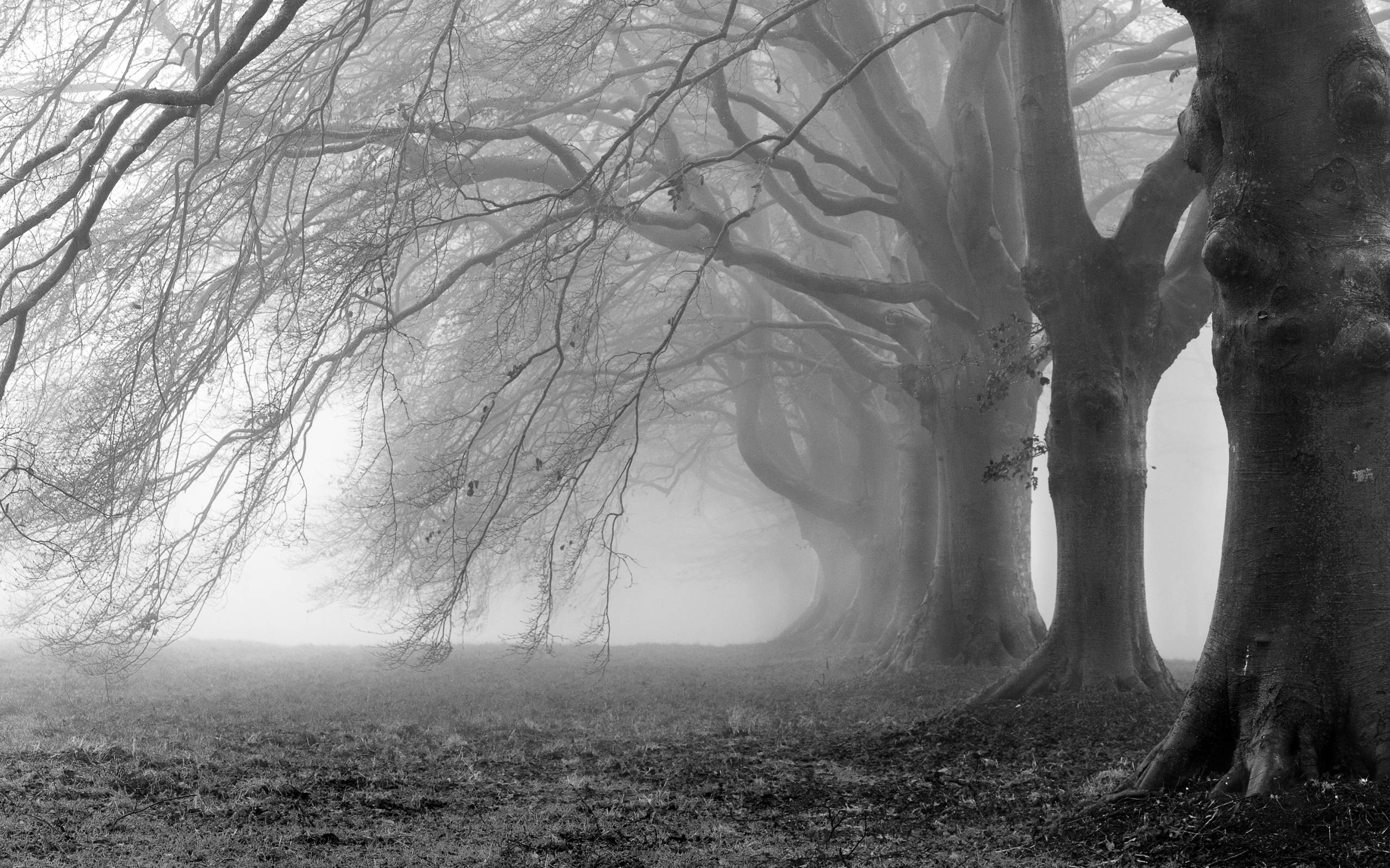 Black and White Tree Wallpapers Top Free Black and White Tree
