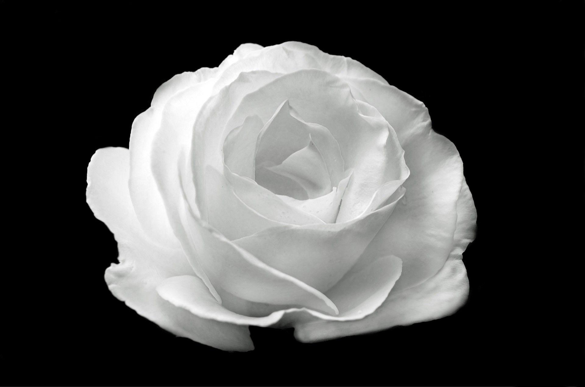 White Rose Aesthetic Wallpapers Top Free White Rose Aesthetic