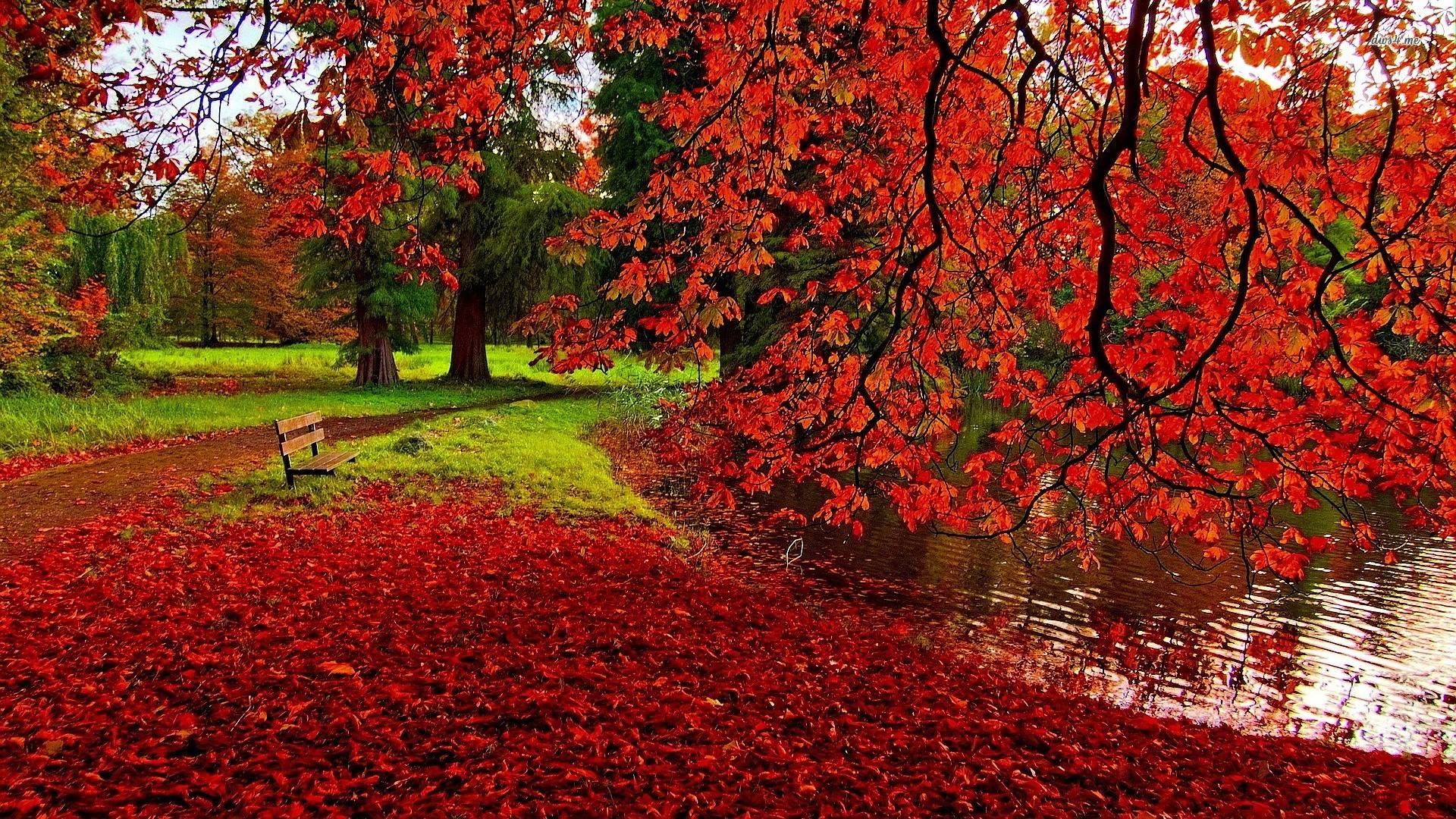 Red Leaves Wallpapers Top Free Red Leaves Backgrounds WallpaperAccess