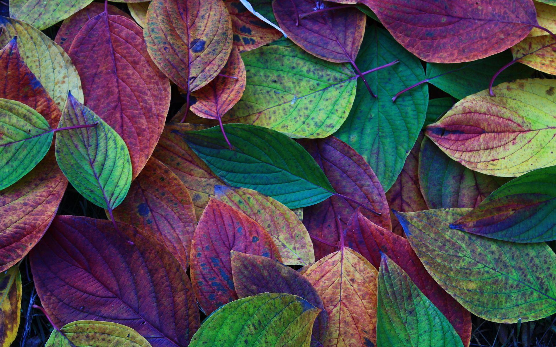 Leaves Wallpapers Top Free Leaves Backgrounds WallpaperAccess