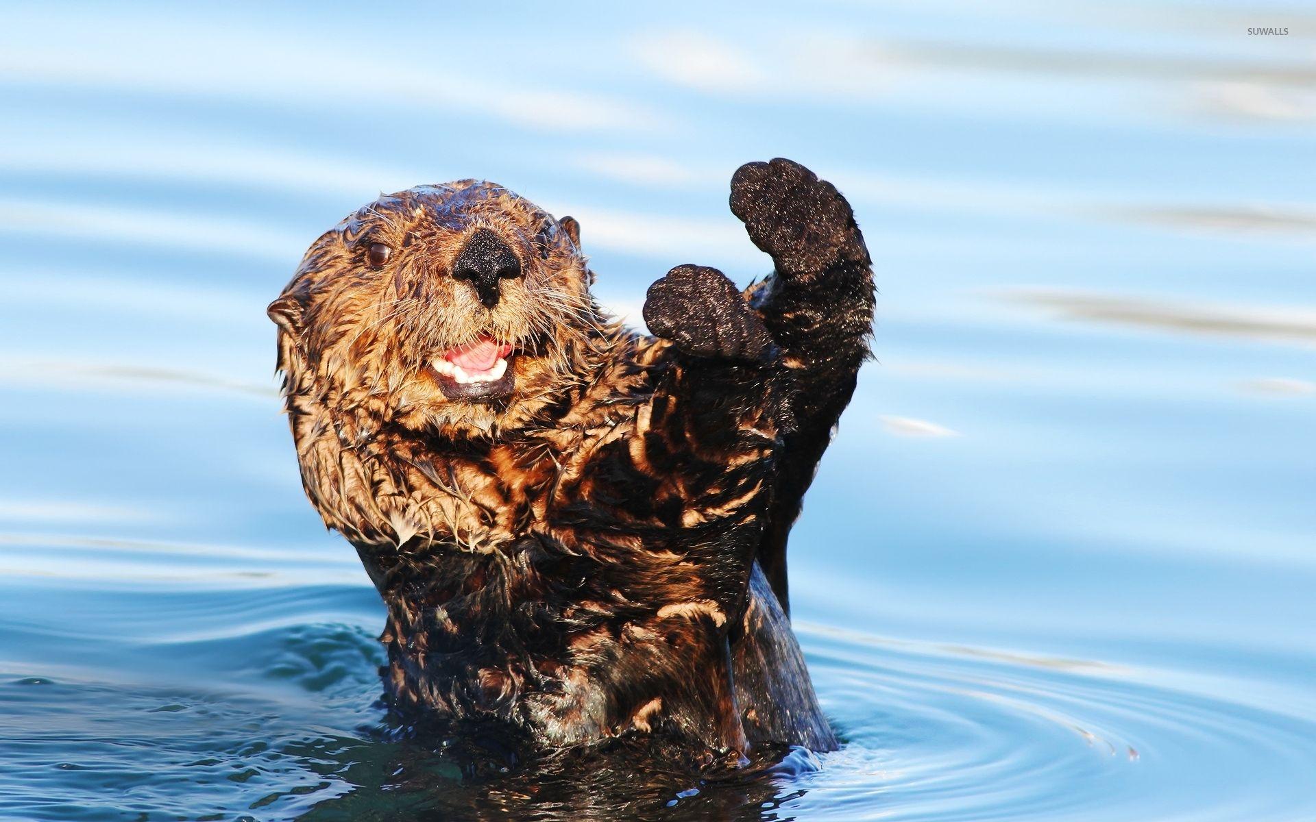 Otter Wallpapers Top Free Otter Backgrounds WallpaperAccess