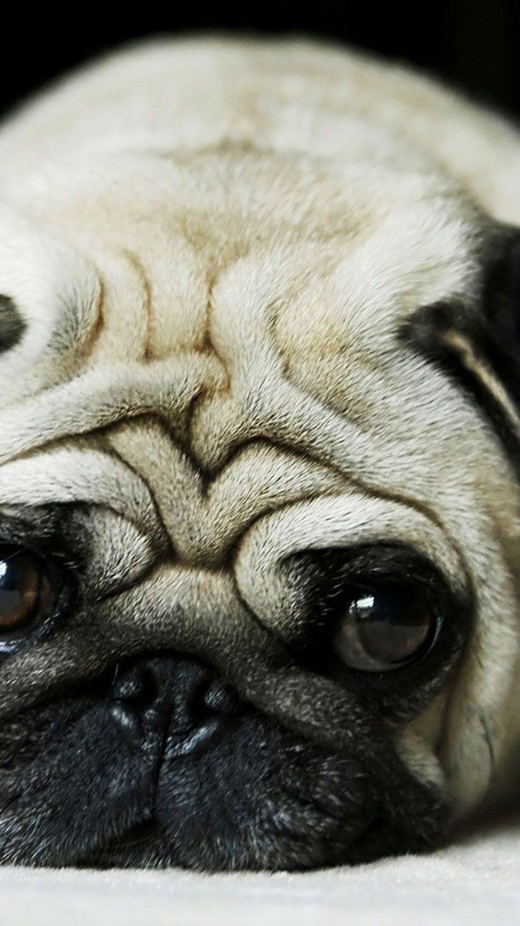 Dog iPhone Wallpapers Top Free Dog iPhone Backgrounds WallpaperAccess