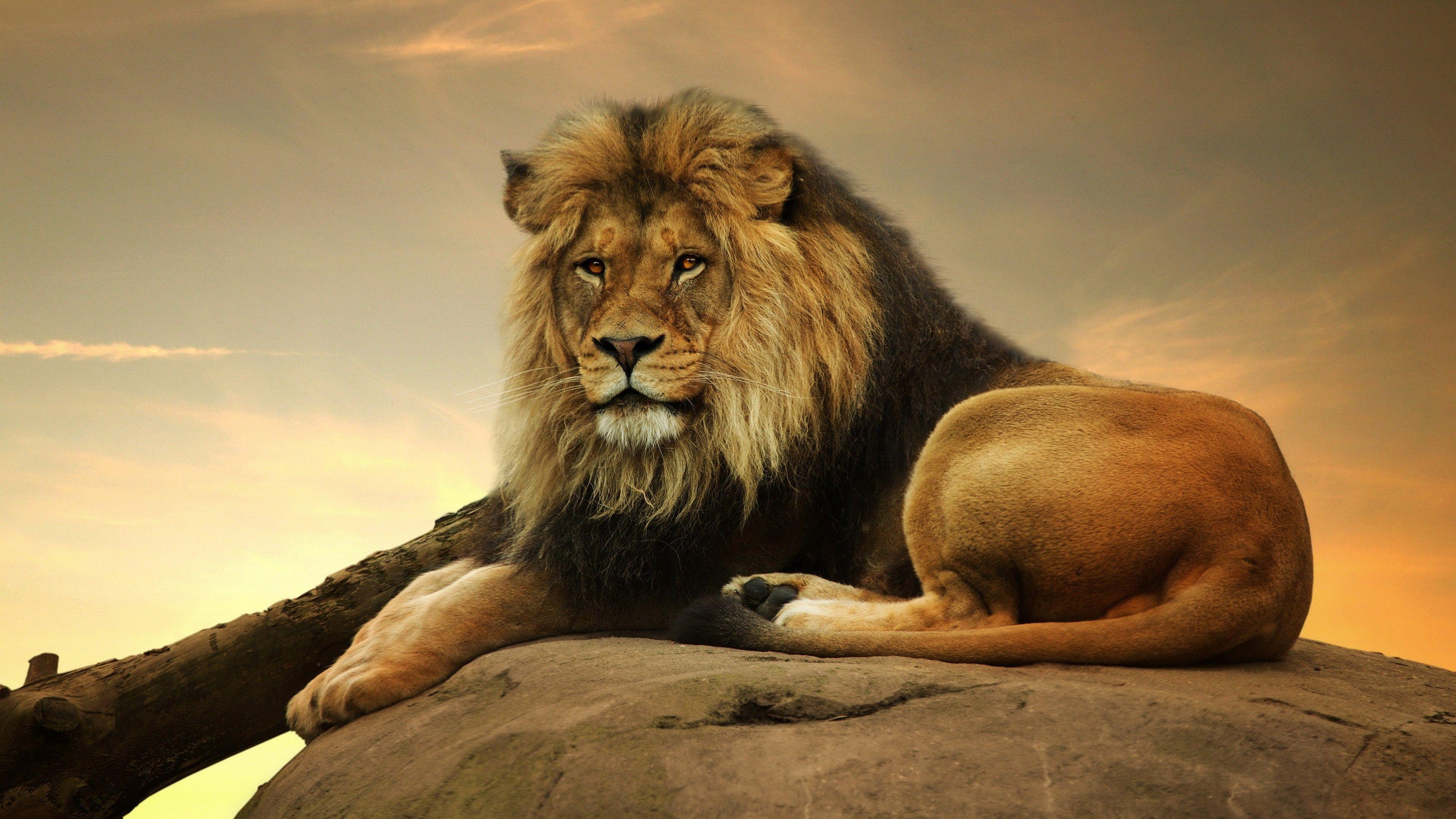 Lion Desktop Wallpapers Top Free Lion Desktop Backgrounds