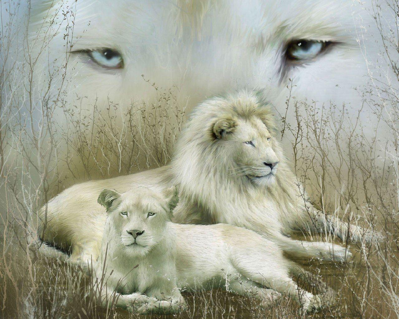 White Lion Wallpapers Top Free White Lion Backgrounds WallpaperAccess