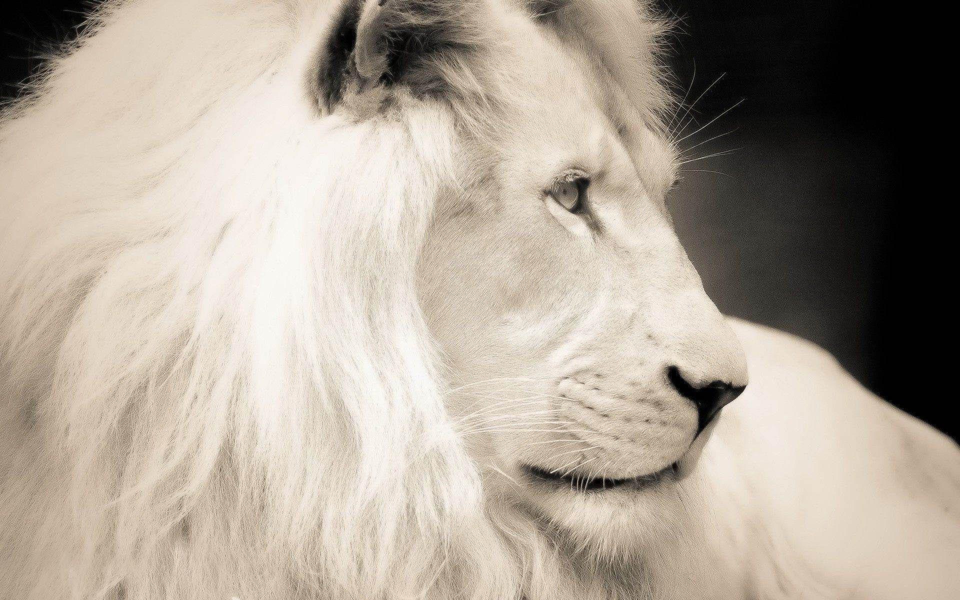 White Lion Wallpapers Top Free White Lion Backgrounds WallpaperAccess
