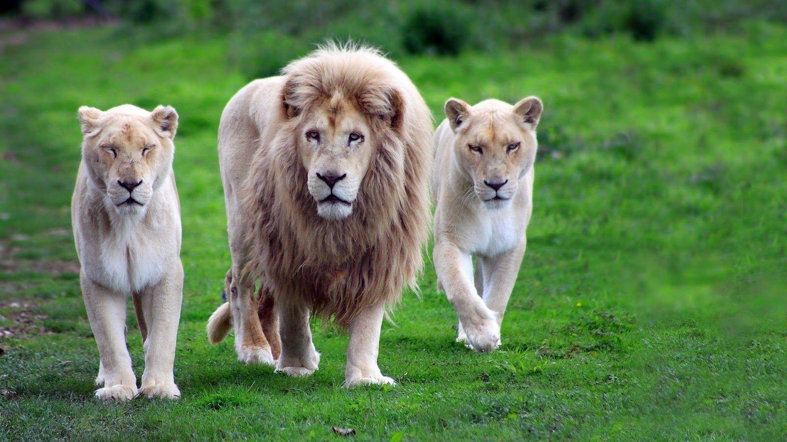 White Lion Wallpapers Top Free White Lion Backgrounds WallpaperAccess