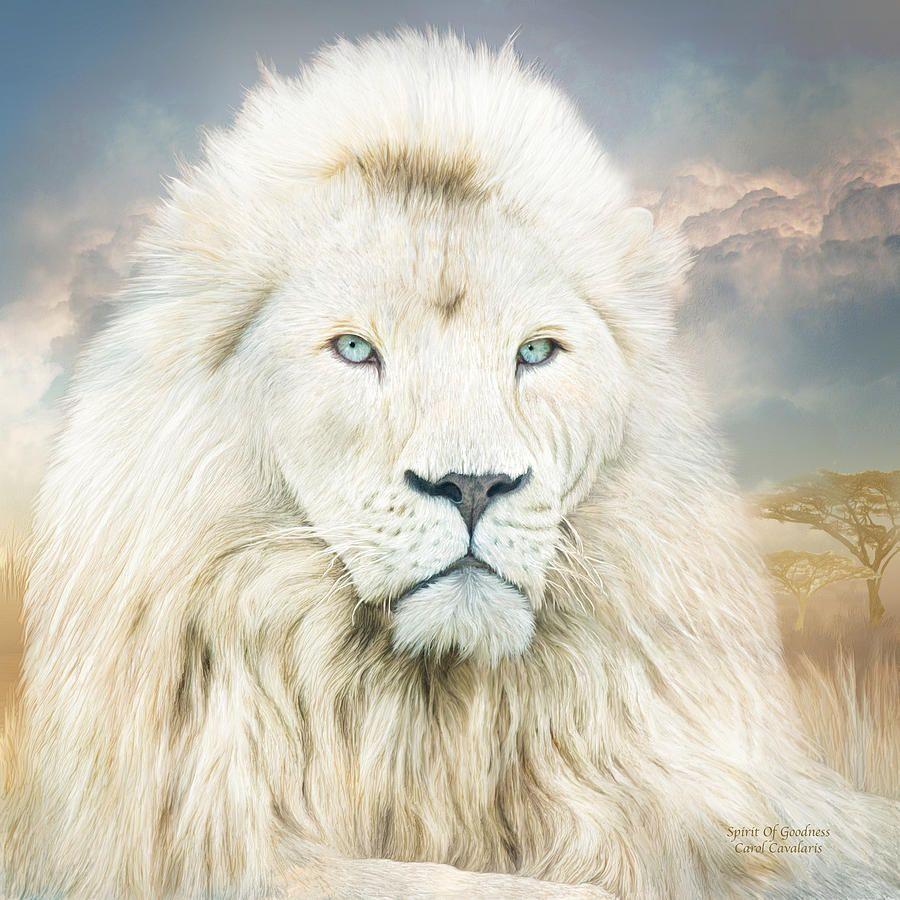 White Lion Wallpapers Top Free White Lion Backgrounds WallpaperAccess