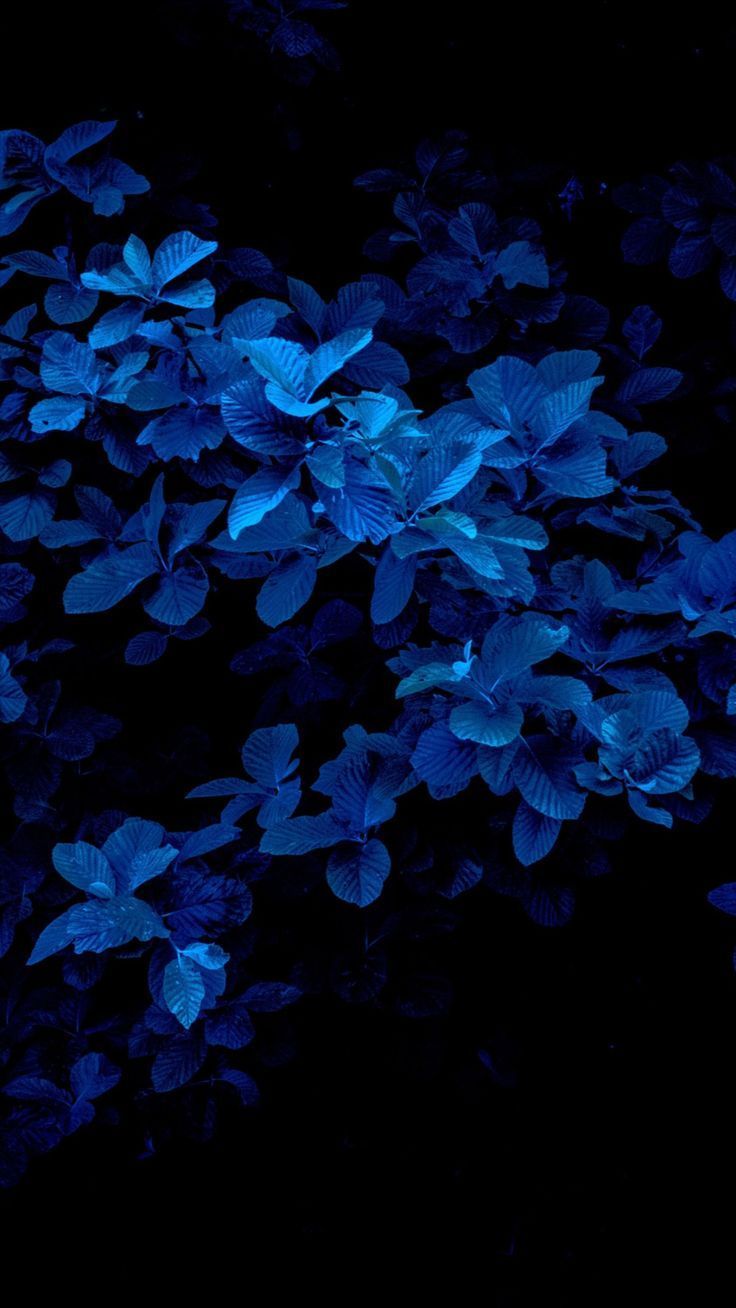 Dark Blue Nature Wallpapers Top Free Dark Blue Nature Backgrounds