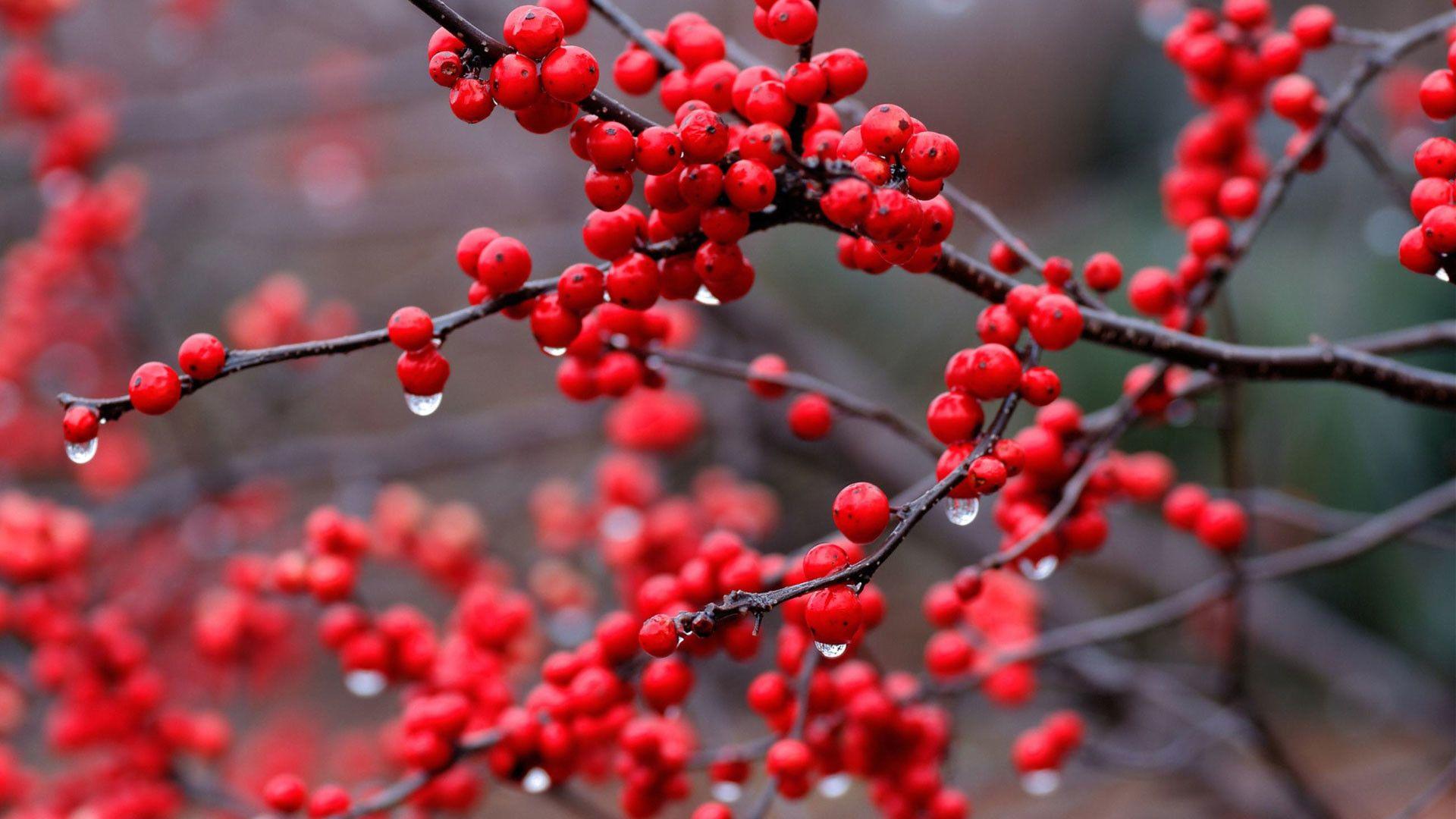 Red Nature Wallpapers Top Free Red Nature Backgrounds WallpaperAccess