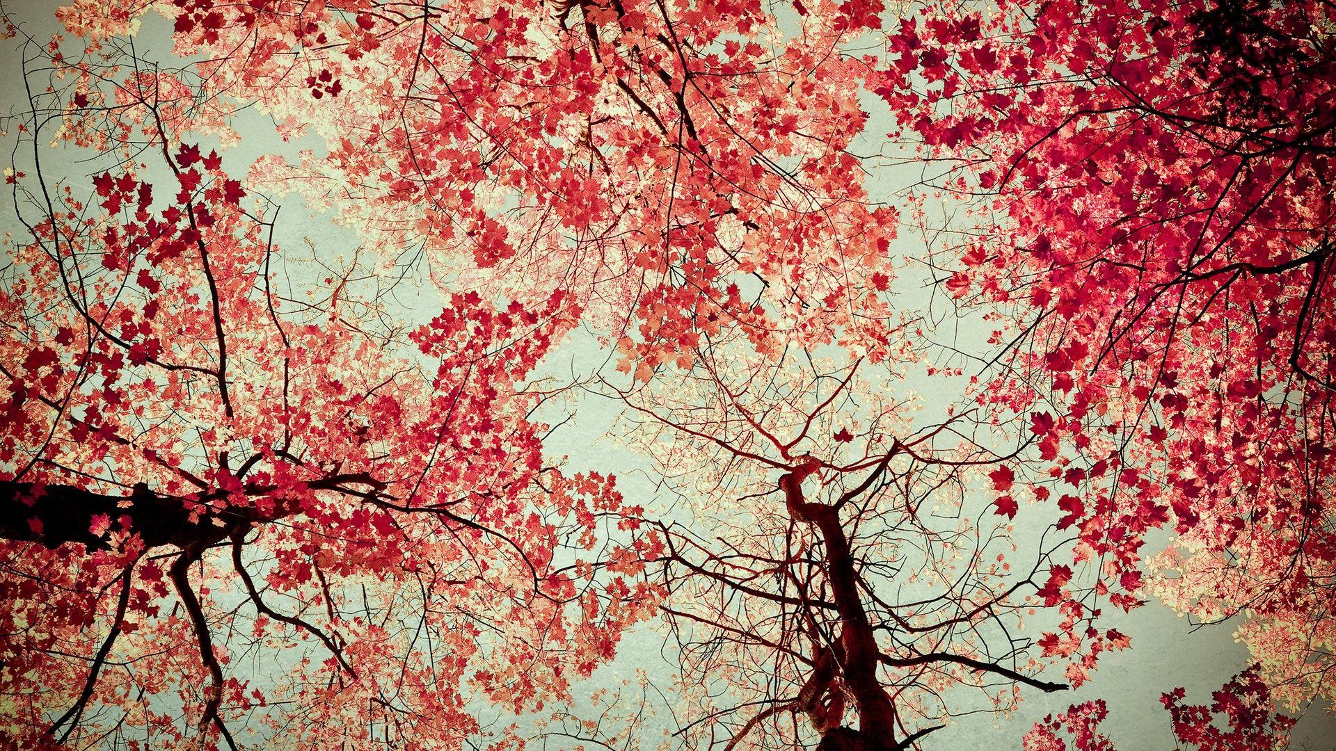 Red Nature Wallpapers Top Free Red Nature Backgrounds WallpaperAccess