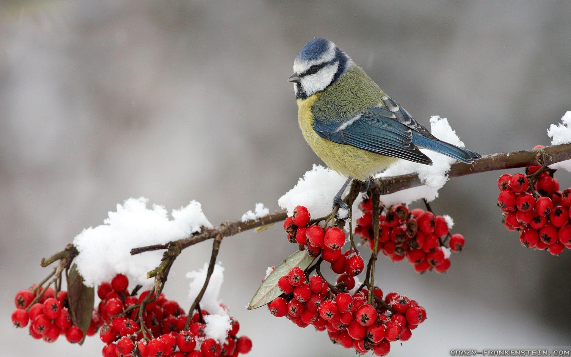 Winter Bird Wallpapers Top Free Winter Bird Backgrounds