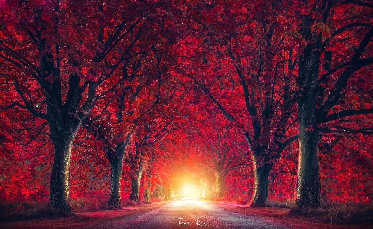 Red Nature Wallpapers Top Free Red Nature Backgrounds WallpaperAccess