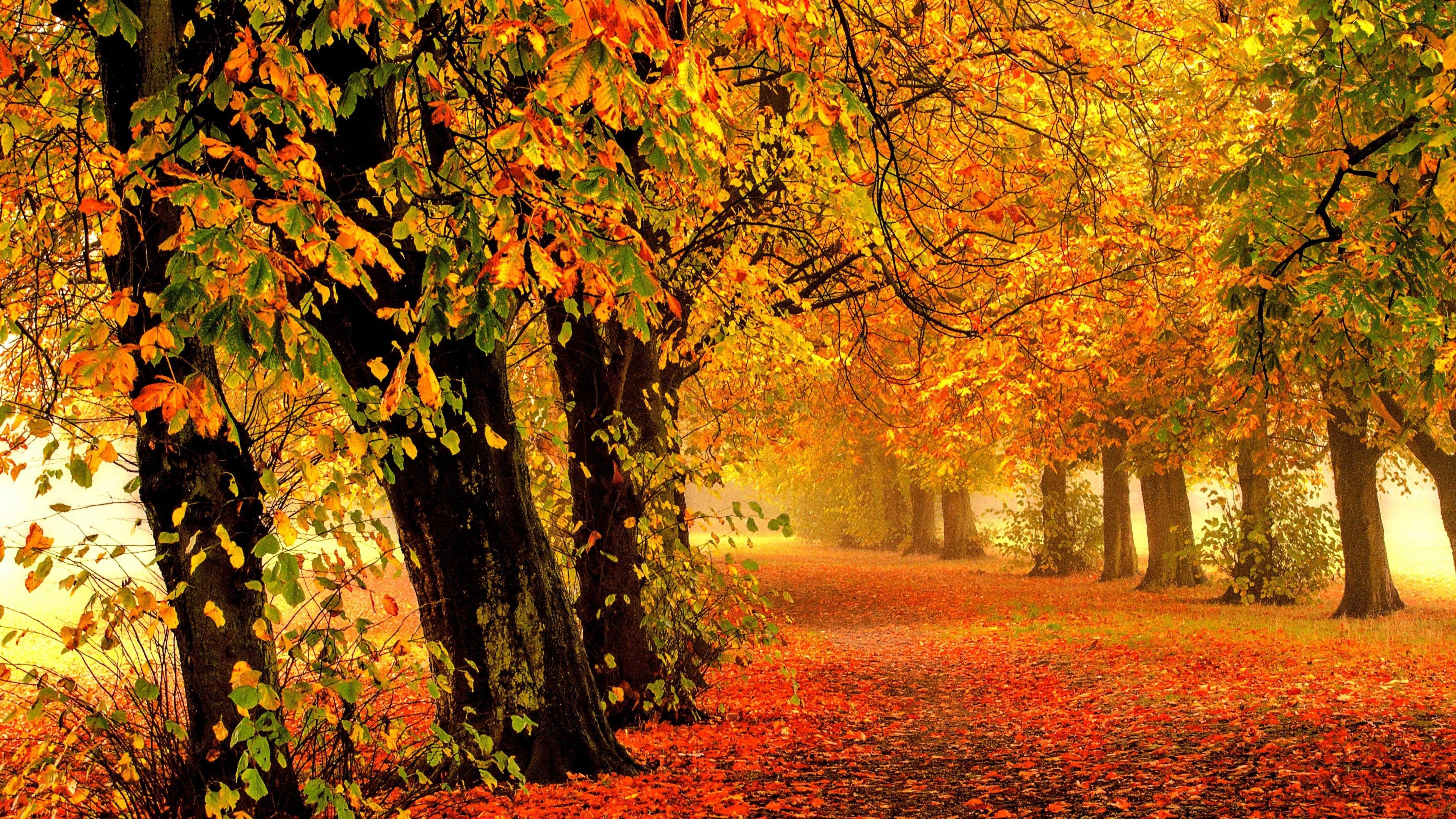 4K Ultra HD Autumn Wallpapers Top Free 4K Ultra HD Autumn Backgrounds