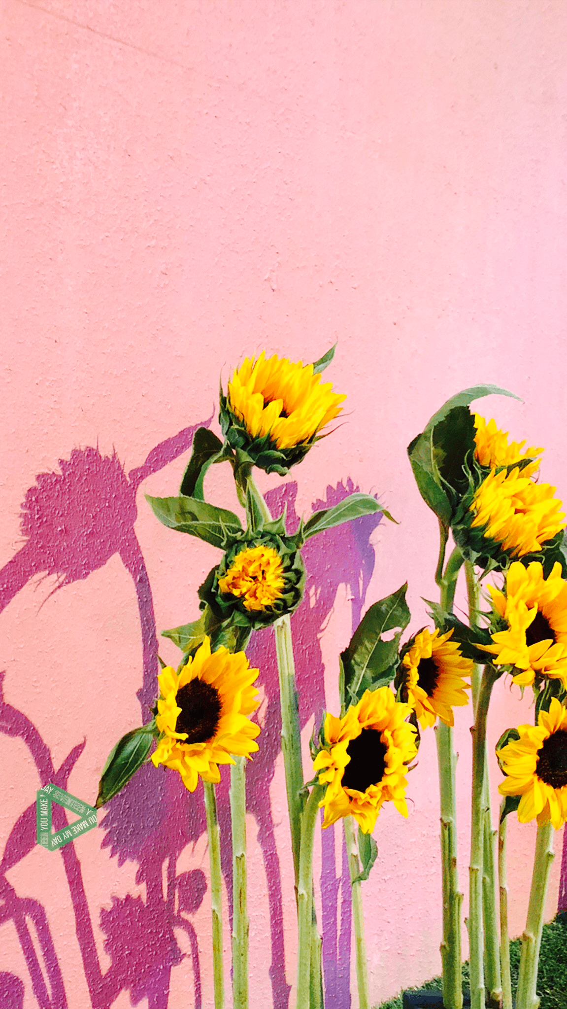 Pink Sunflower Wallpapers Top Free Pink Sunflower Backgrounds WallpaperAccess