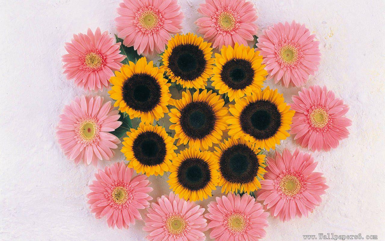 Pink Sunflower Wallpaper
