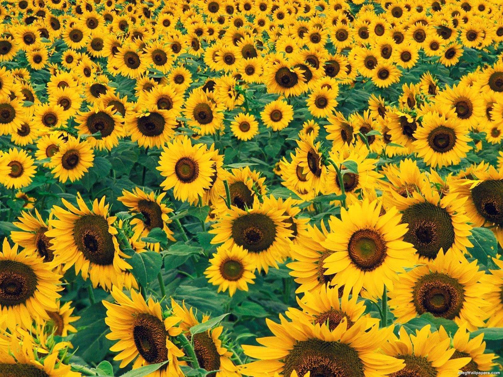 Vintage Sunflower Wallpaper