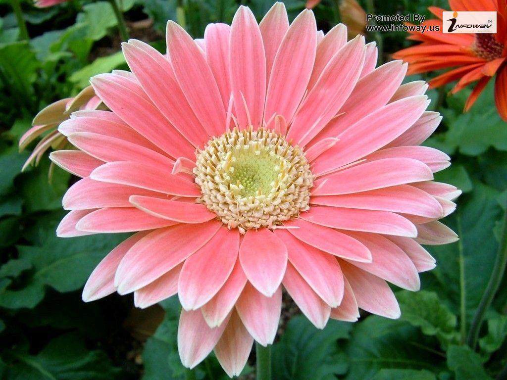 Pink Sunflower Wallpapers Top Free Pink Sunflower Backgrounds WallpaperAccess