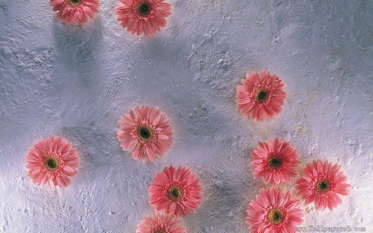 Pink Sunflower Wallpapers Top Free Pink Sunflower Backgrounds WallpaperAccess