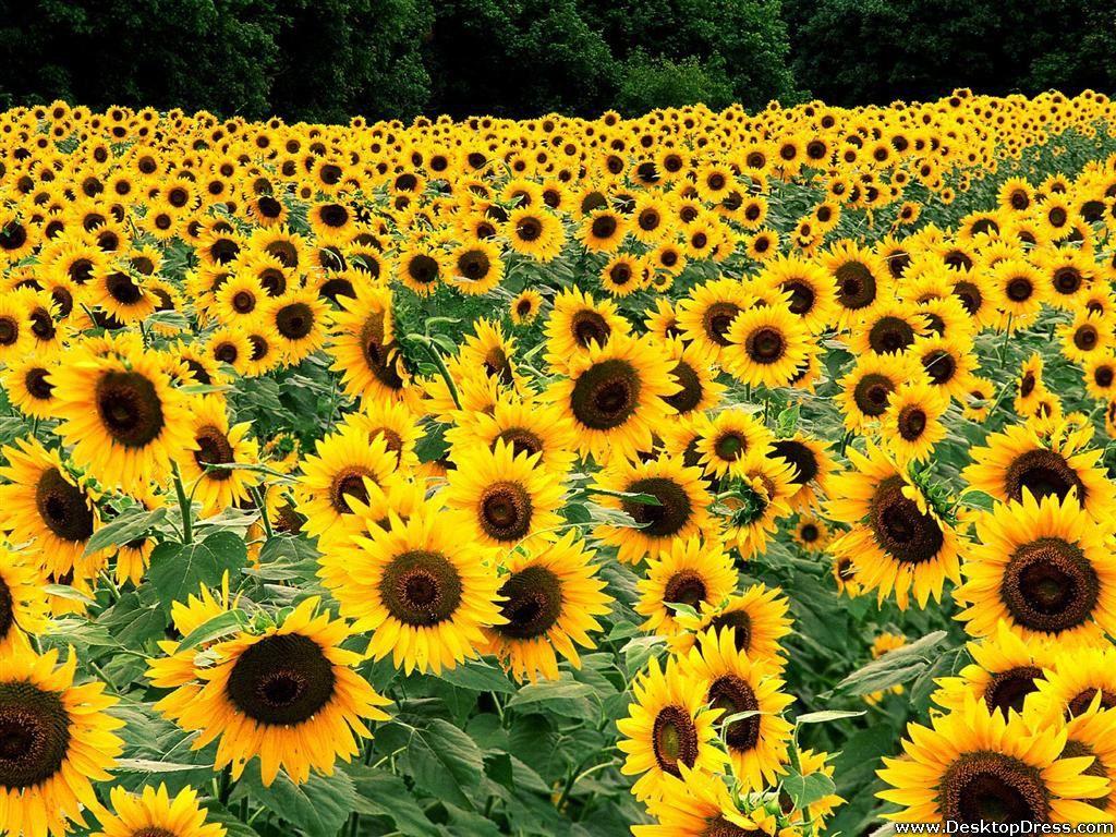 Sunflower and Roses Wallpapers Top Free Sunflower and Roses