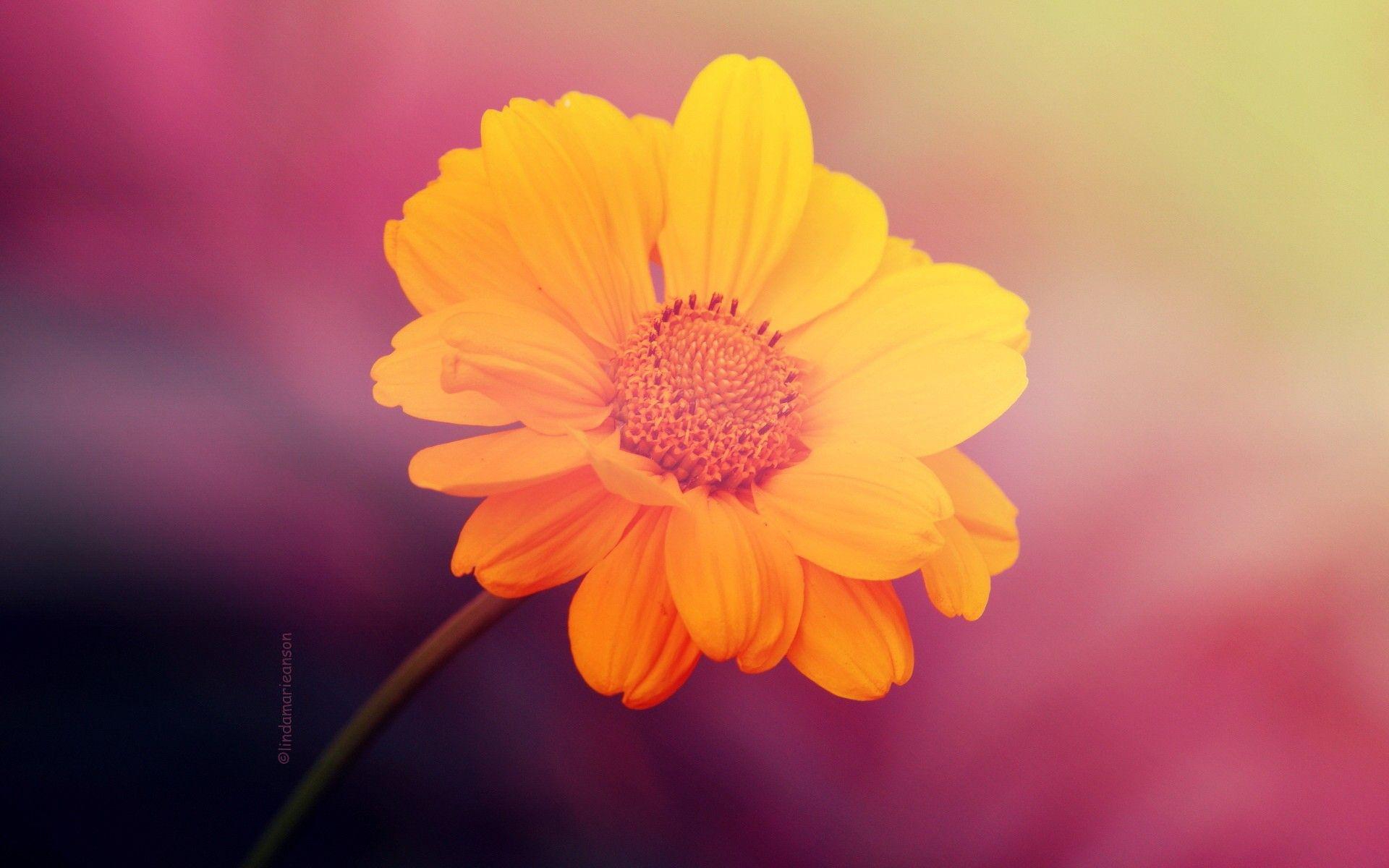 Pink and Yellow Flowers Wallpapers Top Free Pink and Yellow Flowers