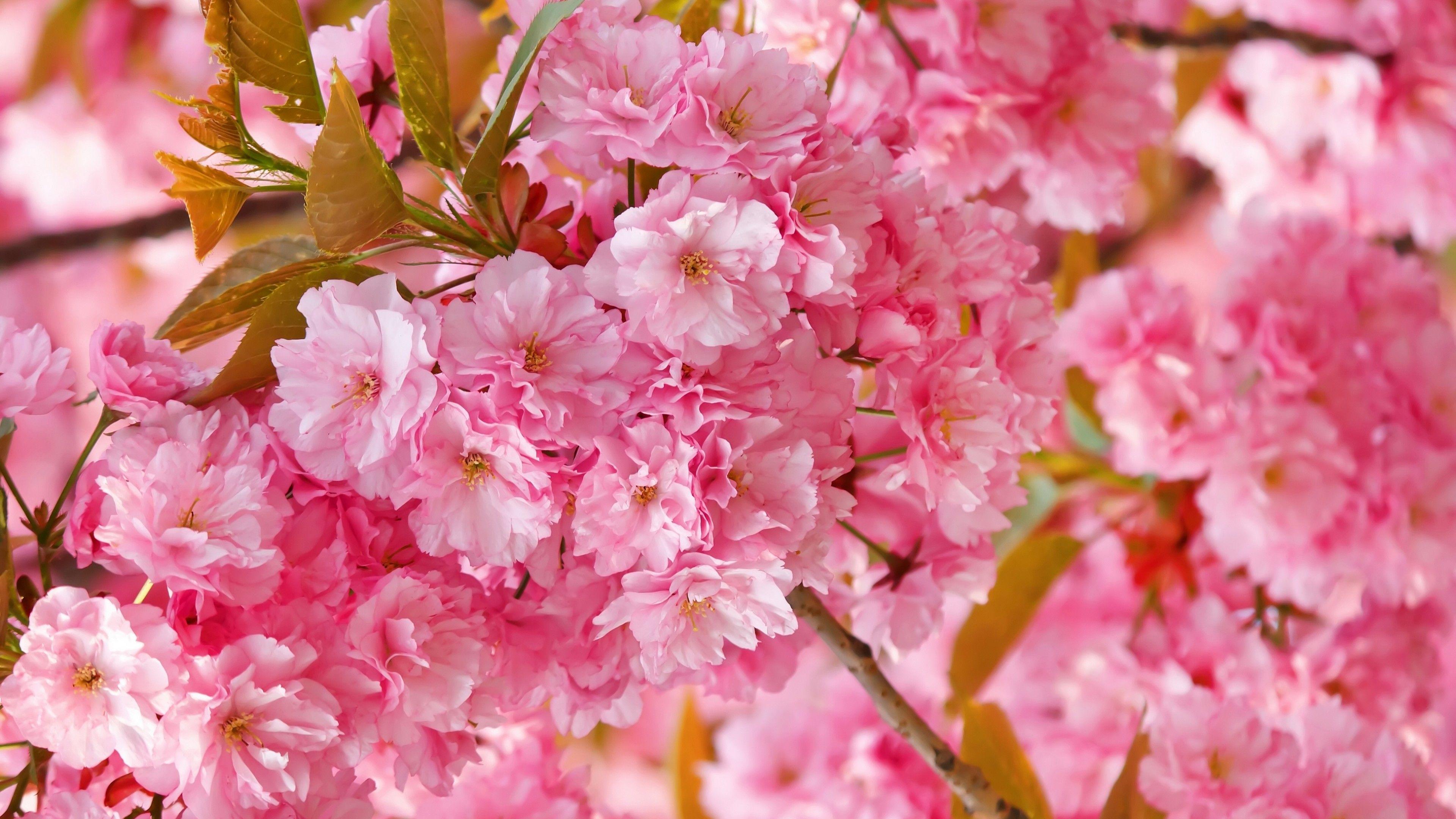 Sakura Flower HD Wallpapers - Top Free Sakura Flower HD Backgrounds