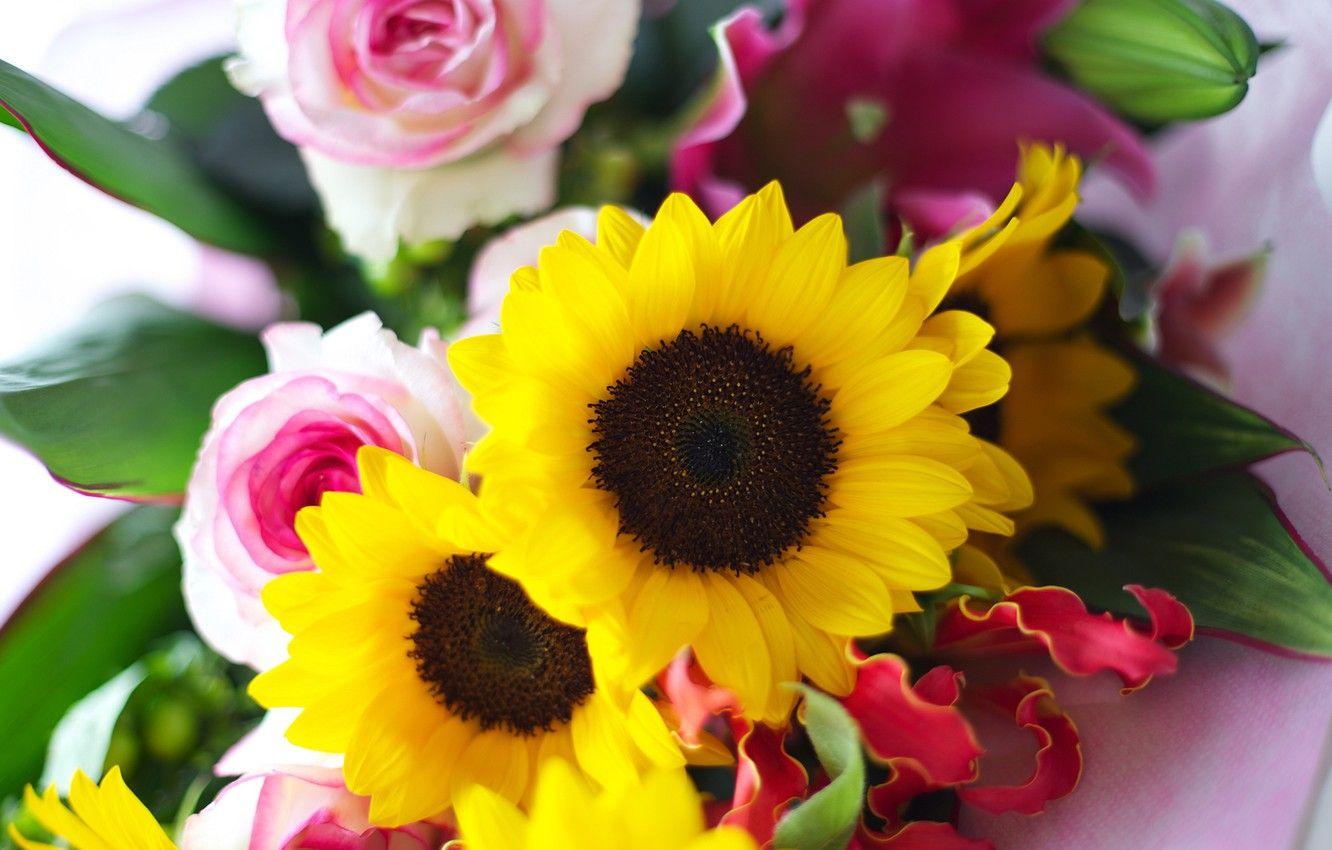 Sunflowers and Roses Wallpapers Top Free Sunflowers and Roses