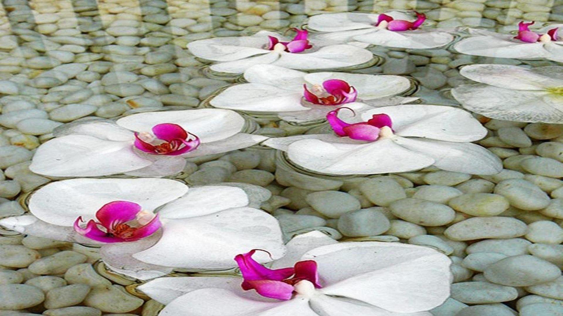 Water Garden Wallpapers Top Free Water Garden Backgrounds