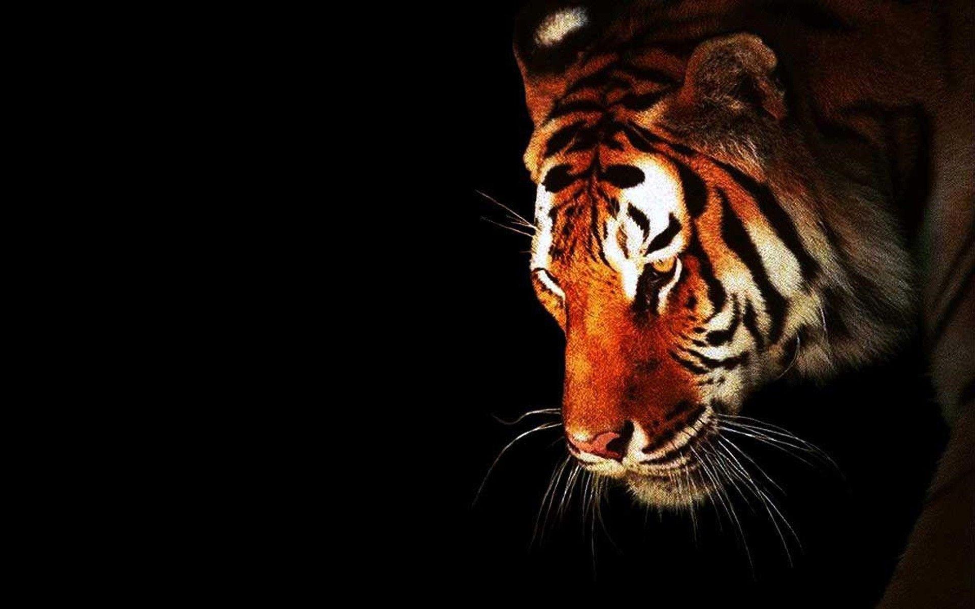 Black Tiger Wallpapers Top Free Black Tiger Backgrounds WallpaperAccess
