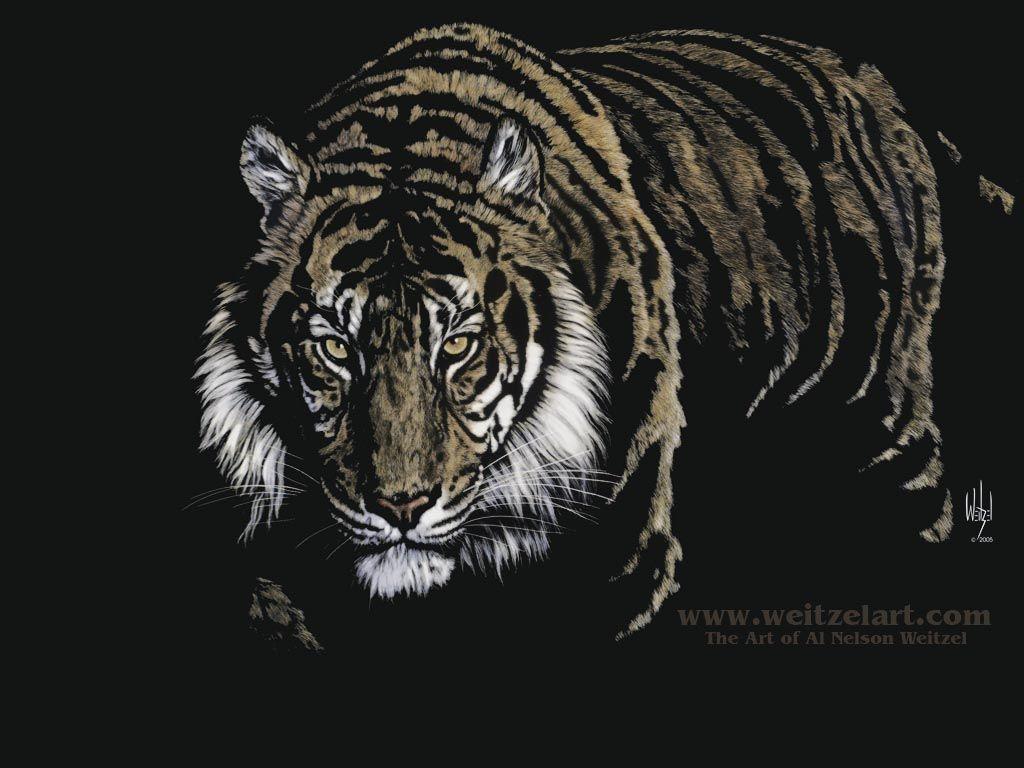 Black Tiger Wallpaper Hd 1080P