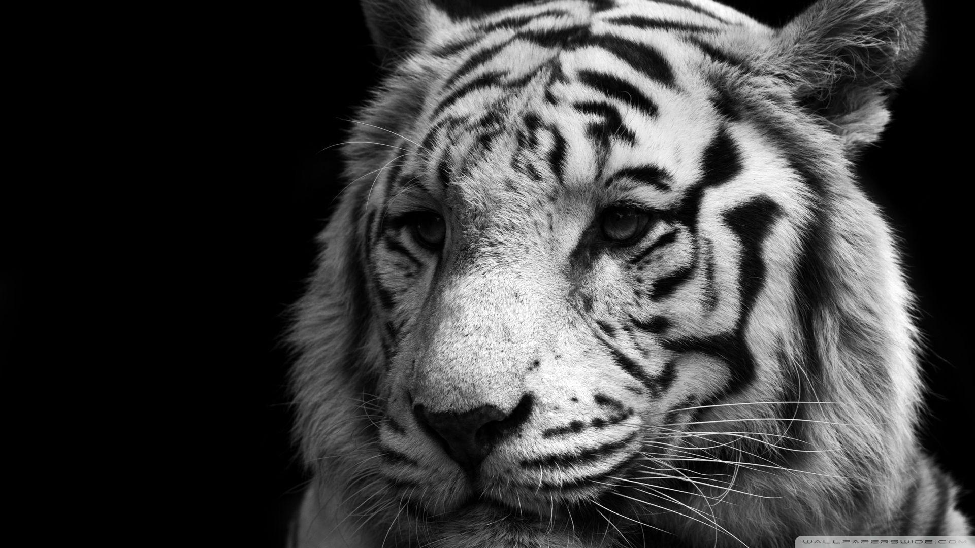 Black and White Tiger Wallpapers Top Free Black and White Tiger