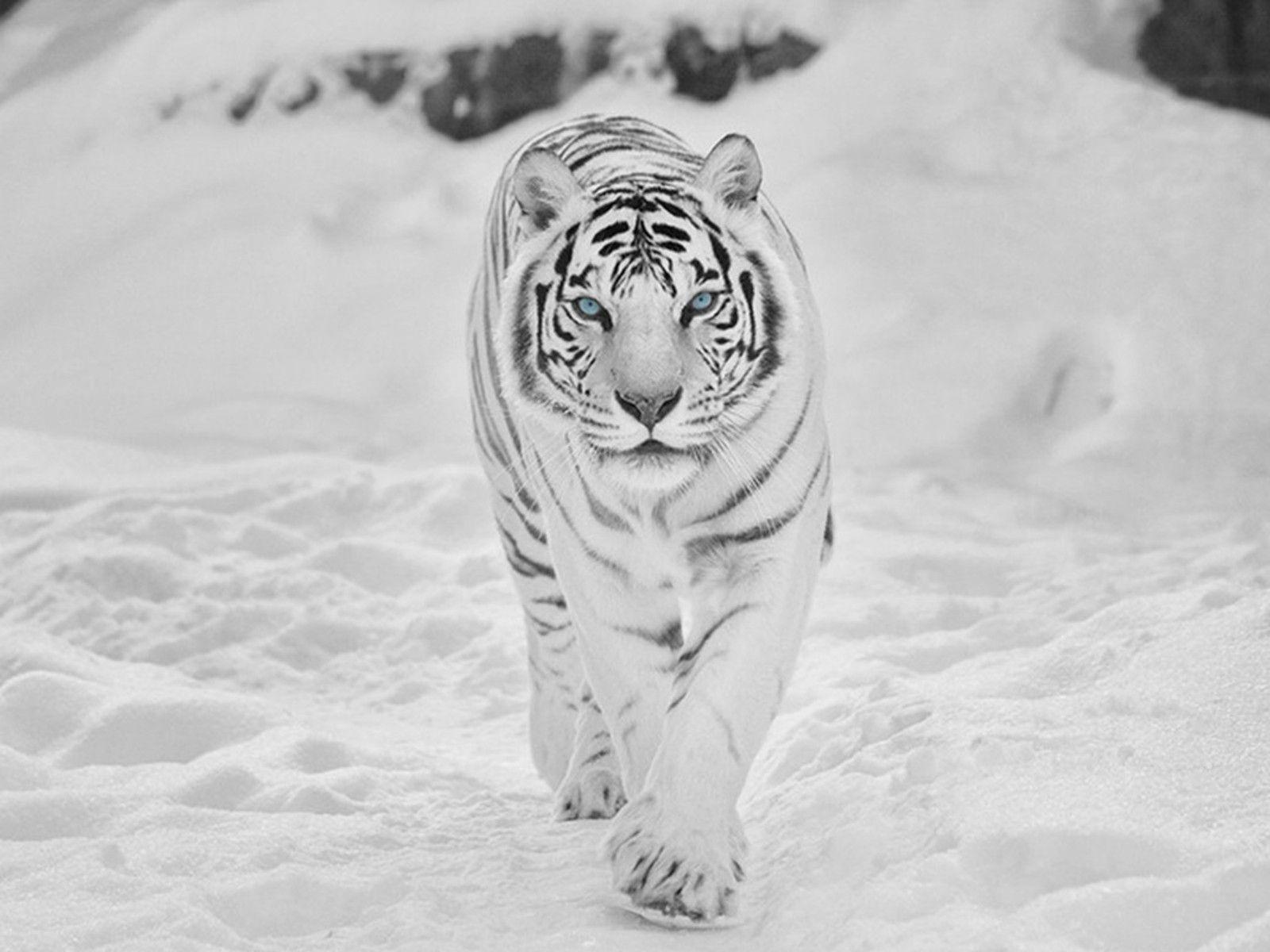 Snow Tiger Wallpapers Top Free Snow Tiger Backgrounds WallpaperAccess