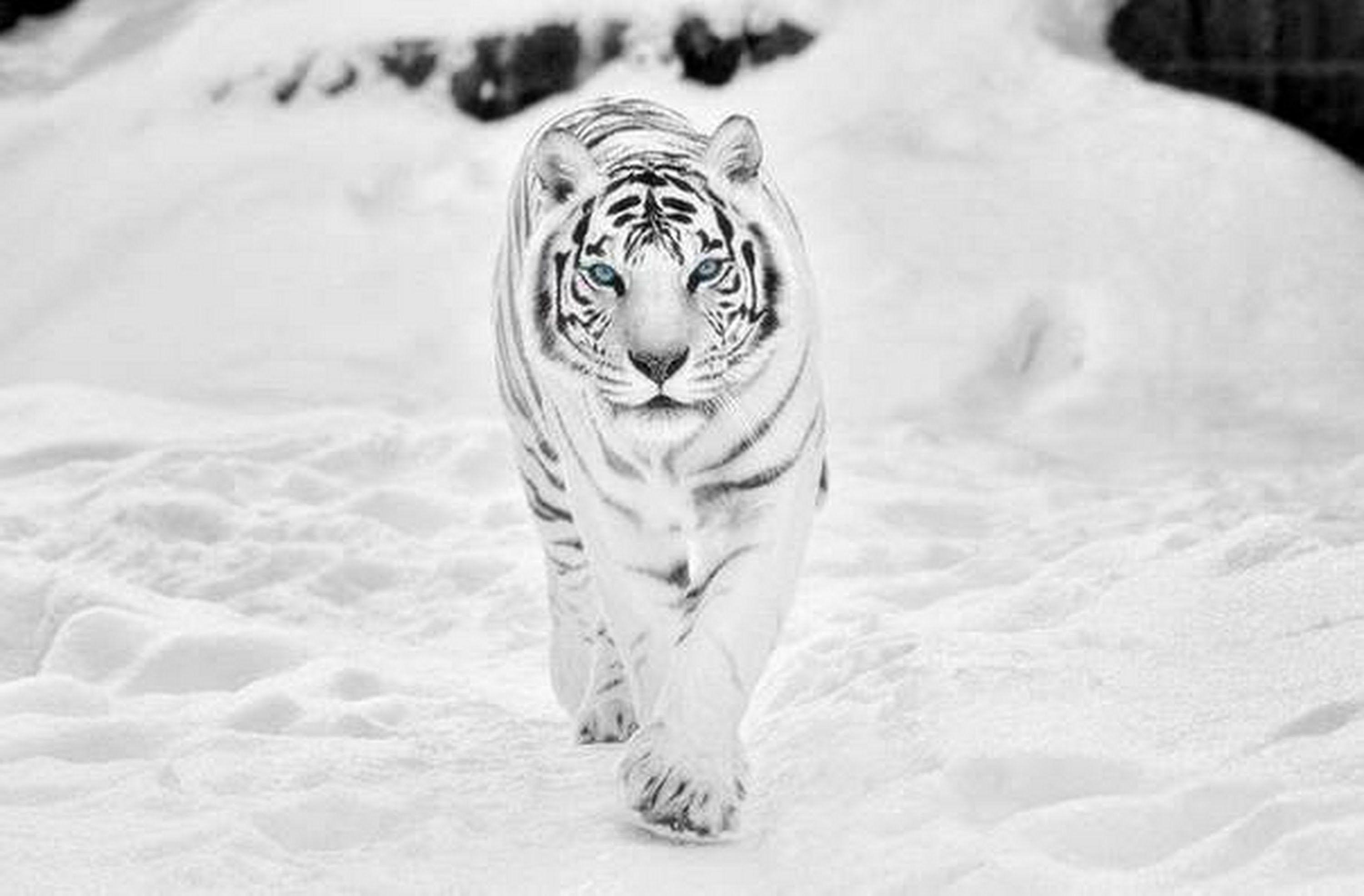 Snow Tiger Wallpapers Top Free Snow Tiger Backgrounds WallpaperAccess