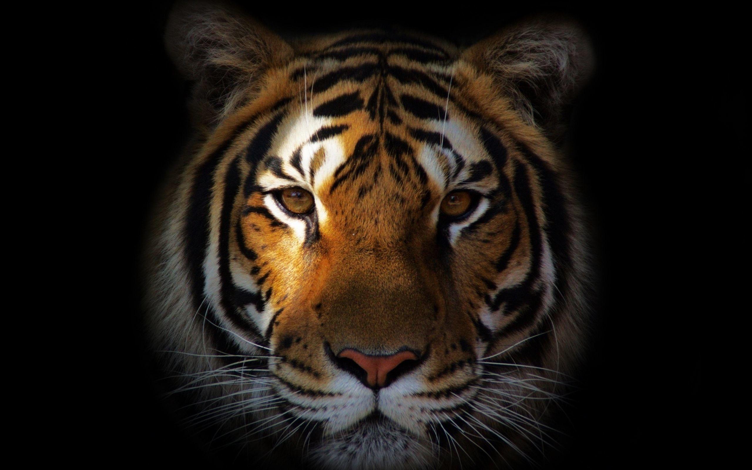 Tiger Desktop Wallpapers Top Free Tiger Desktop Backgrounds