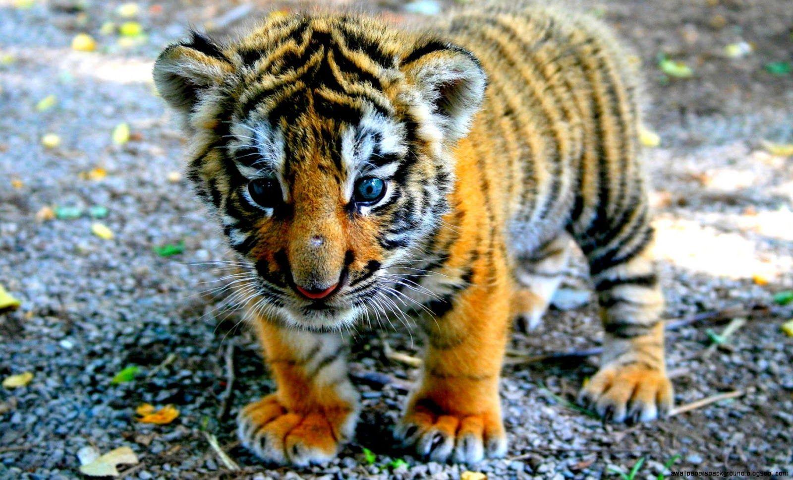 Baby Tiger Wallpapers Top Free Baby Tiger Backgrounds WallpaperAccess