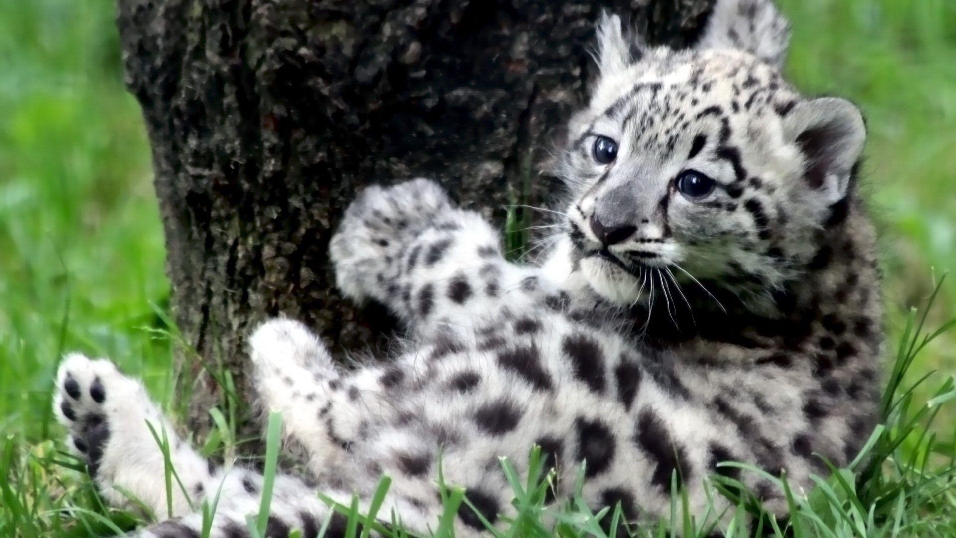 Baby White Tiger Wallpapers Top Free Baby White Tiger Backgrounds