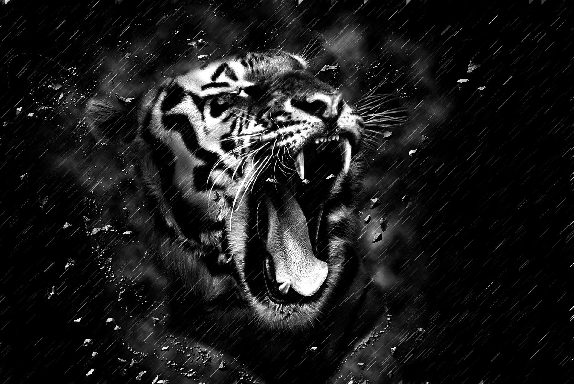 Black Tiger Wallpaper Hd 1080p