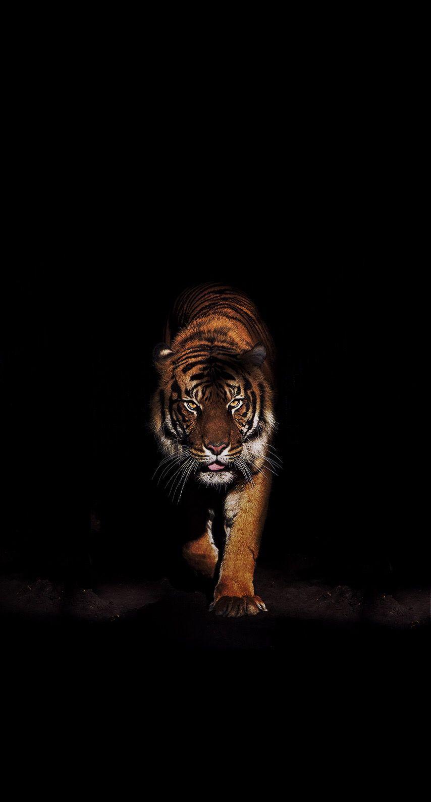 Black Tiger Wallpapers Top Free Black Tiger Backgrounds WallpaperAccess