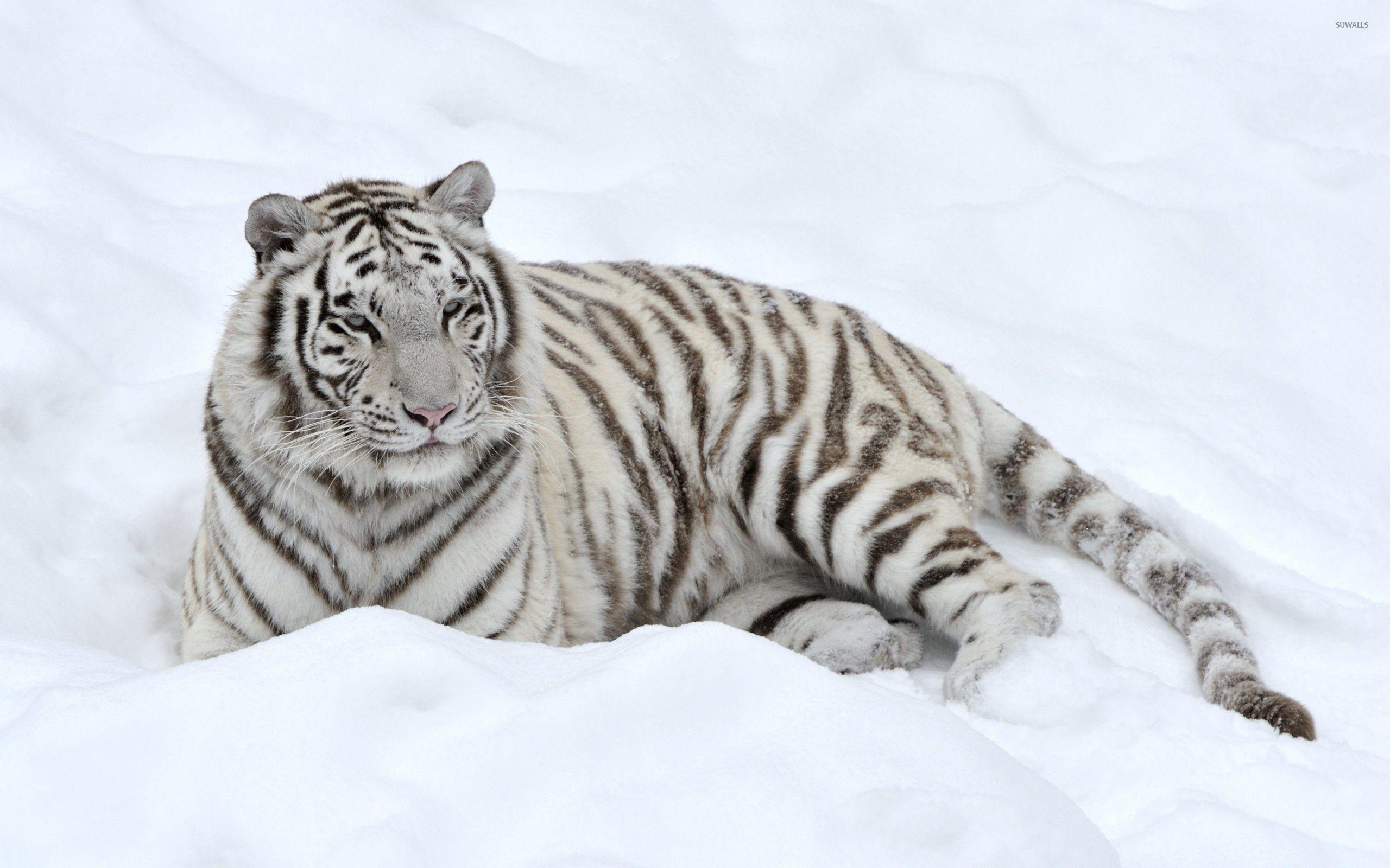 Snow Tiger Wallpapers Top Free Snow Tiger Backgrounds WallpaperAccess