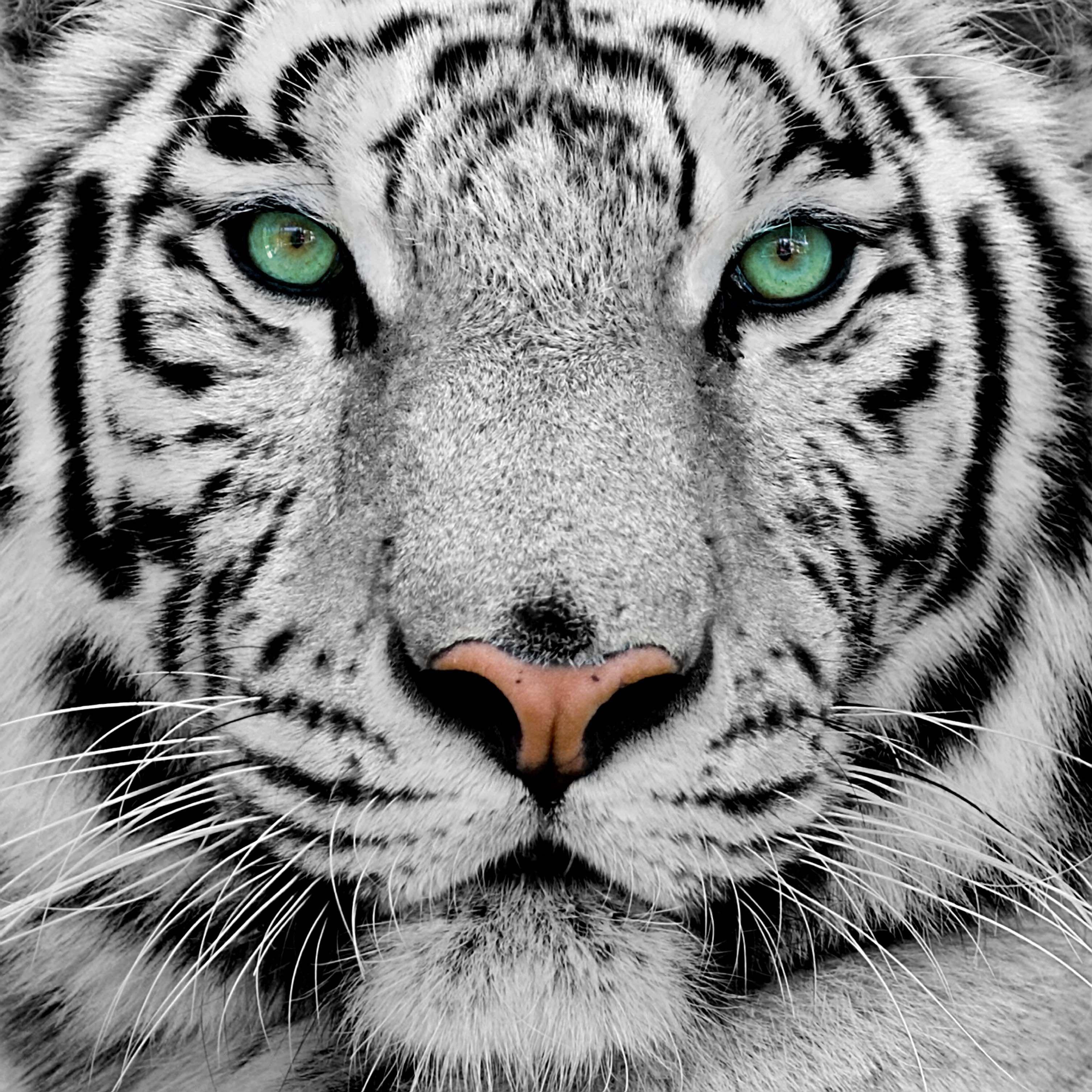 Snow Tiger Wallpapers Top Free Snow Tiger Backgrounds WallpaperAccess