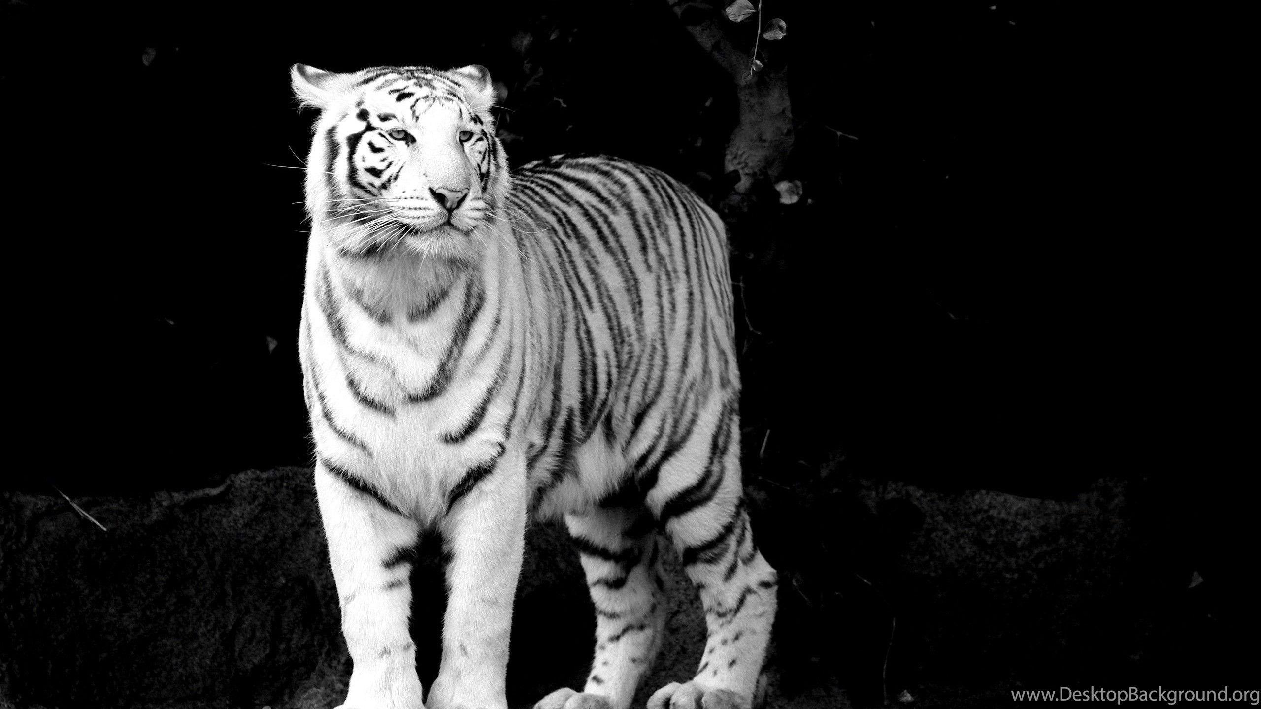 Black Tiger Wallpapers Top Free Black Tiger Backgrounds WallpaperAccess