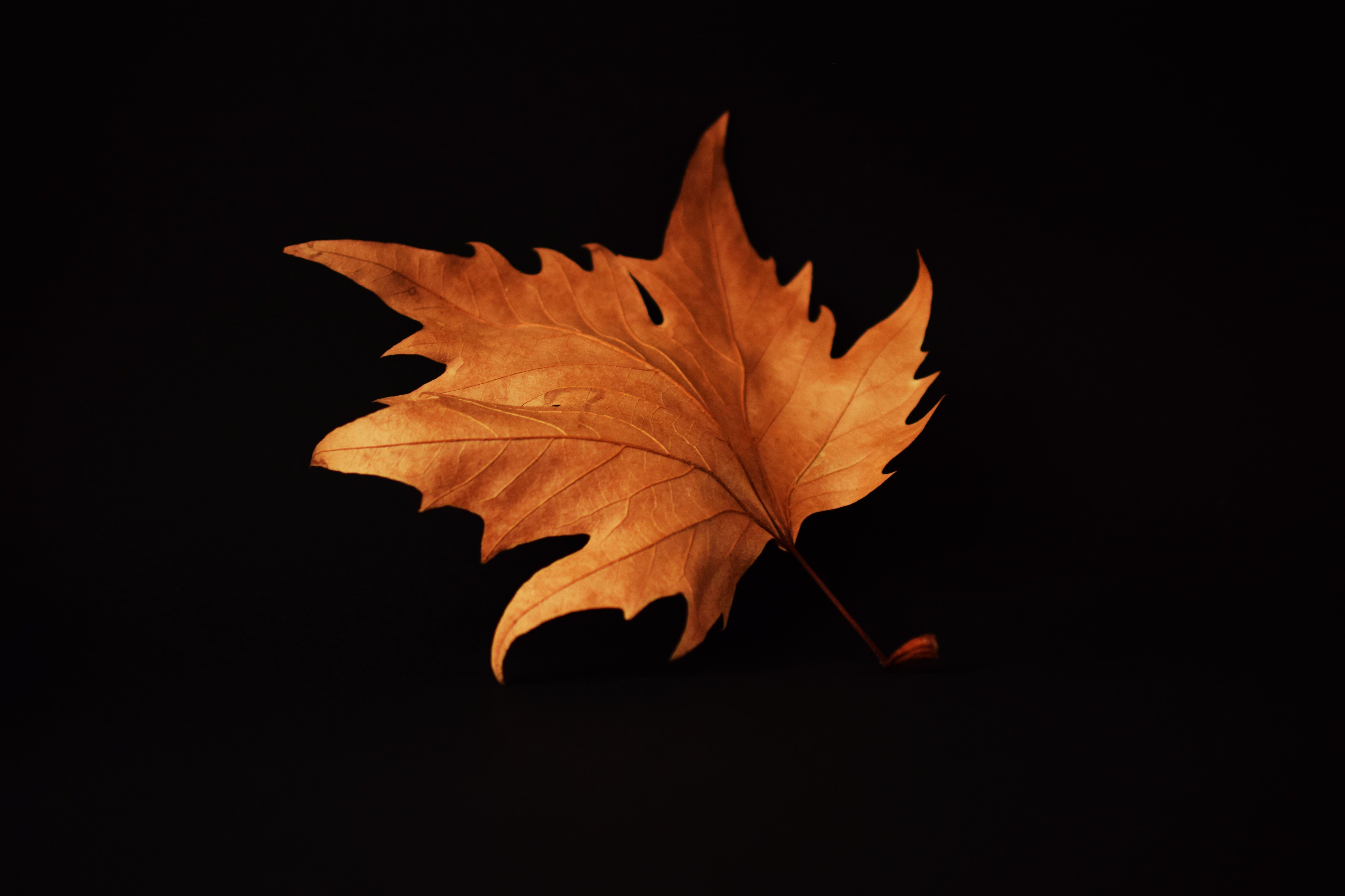 Black Leaf Wallpapers Top Free Black Leaf Backgrounds WallpaperAccess