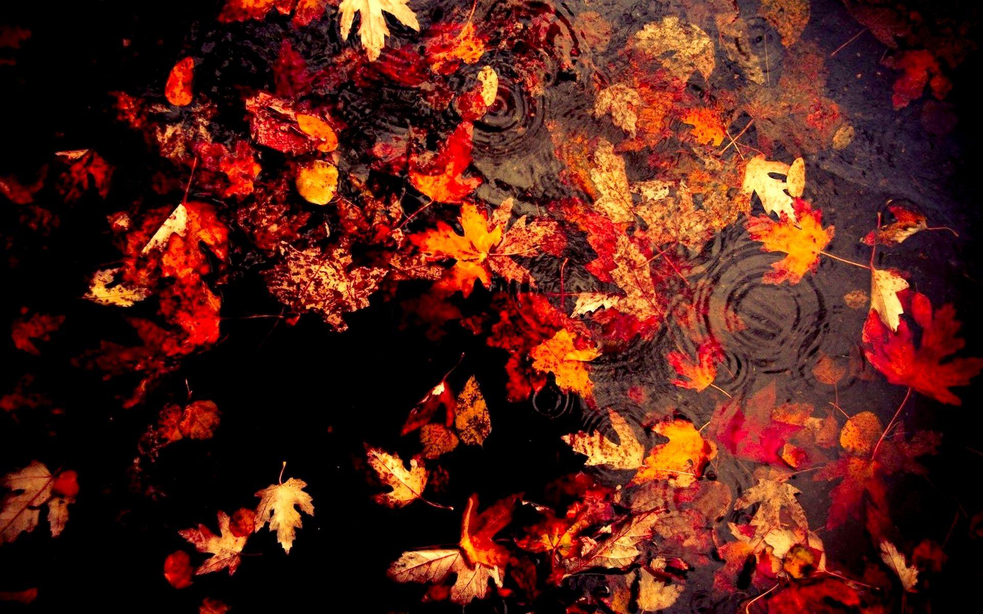 Dark Autumn Wallpapers Top Free Dark Autumn Backgrounds Wallpaperaccess