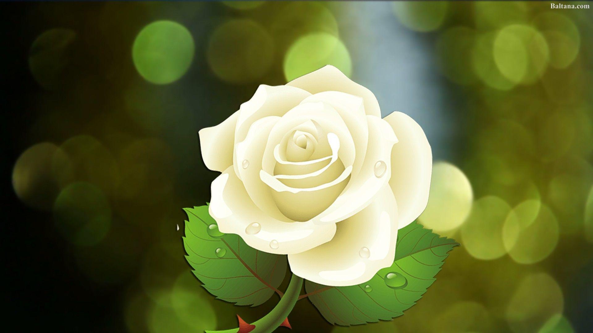 White Rose Wallpapers Top Free White Rose Backgrounds WallpaperAccess