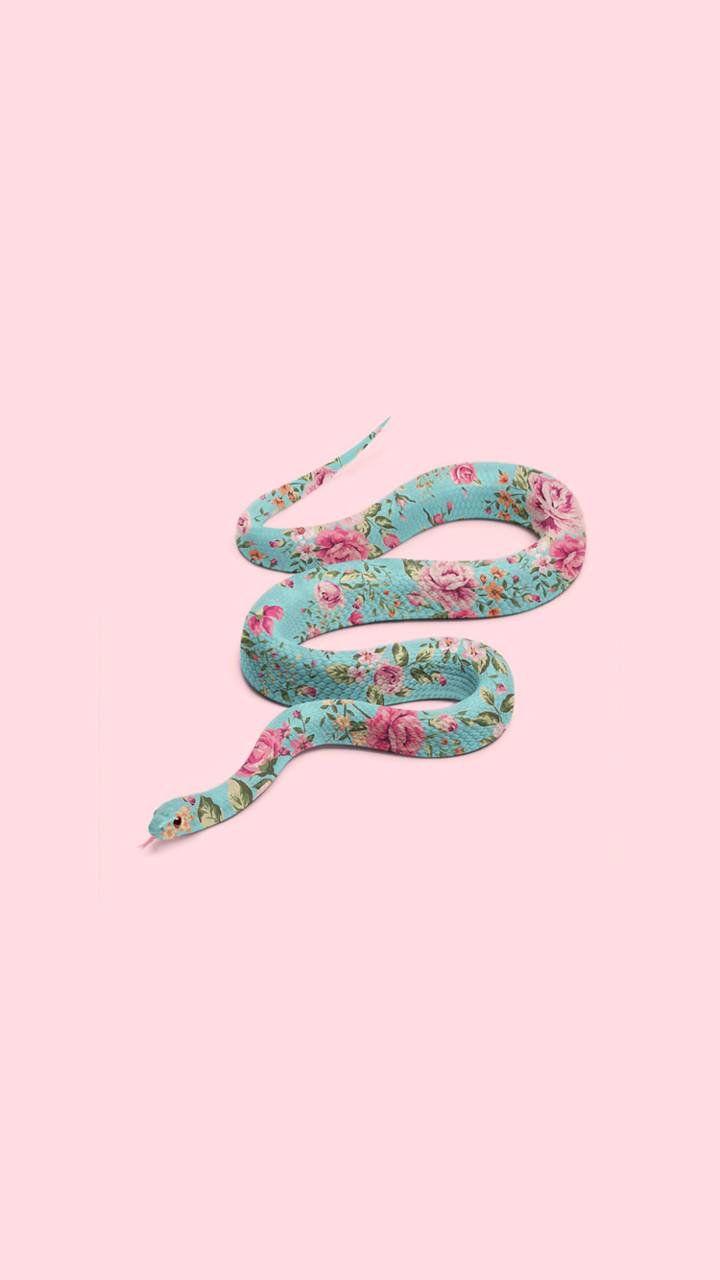 Snake Aesthetics Wallpapers Top Free Snake Aesthetics Backgrounds