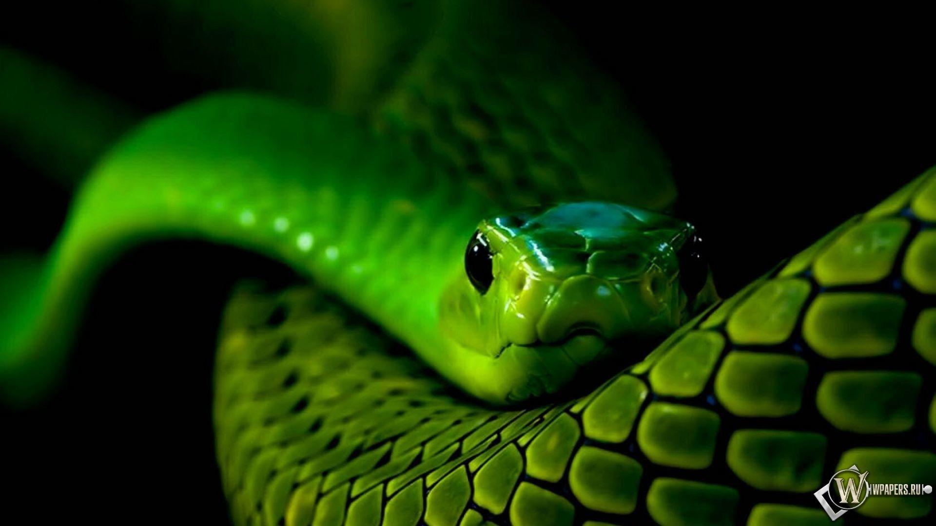 Green and Black Snake Wallpapers Top Free Green and Black Snake